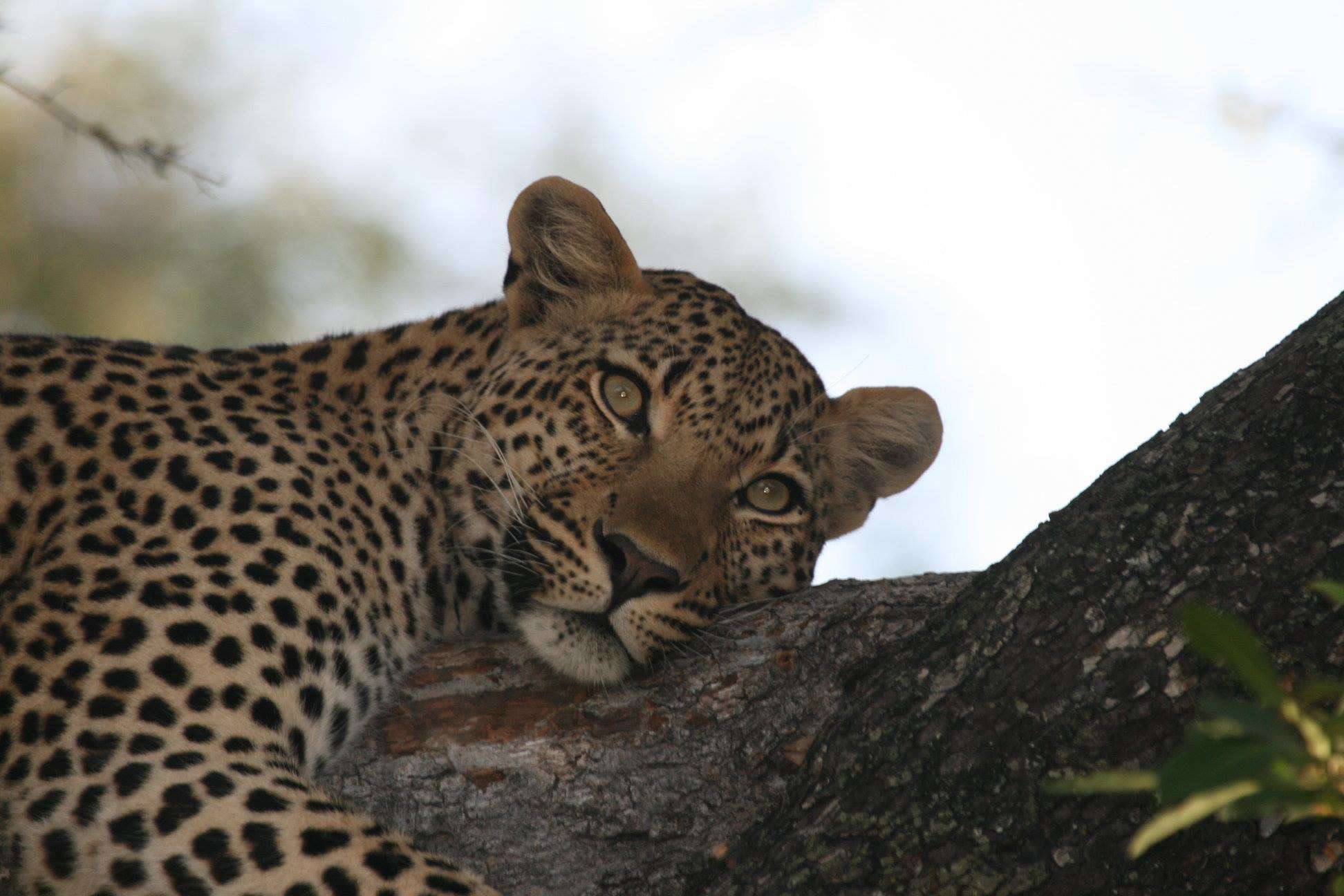 Shalati Safari Camp